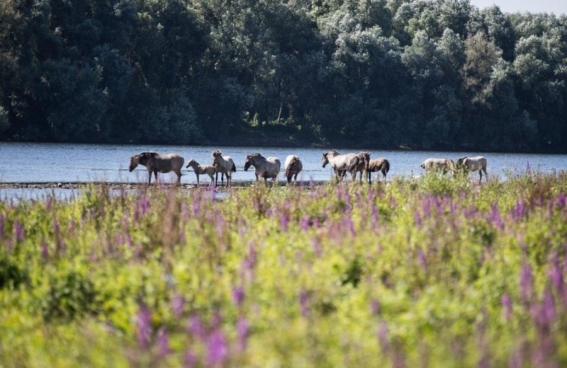 Rivierpark Maasvallei